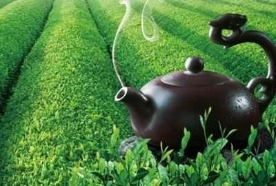 制茶工艺中揉捻和理条有何异同？
